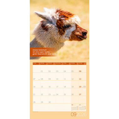 ACKERMANN Calendrier 2026 4627 No Drama, Lama ML 30x30cm