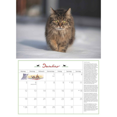 DUMONT Bildkalender 2026 260621 Katzen DE 42x29cm
