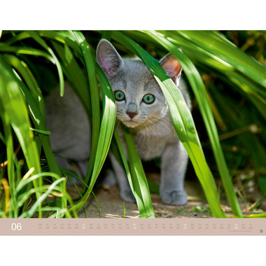 HEYE Calendrier 2026 23165+26 Chats Wegler AL 44x34cm