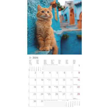ALPHA EDITION Bildkalender 2026 160298 Katzen ML 30x30cm