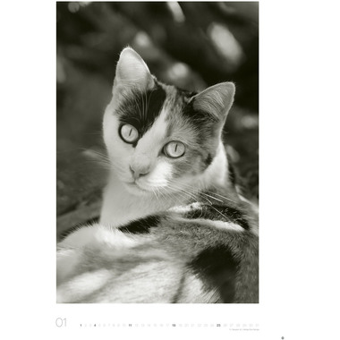 HEYE Bildkalender 2026 22848+26 Wegler Cats Edition DE 49x68cn