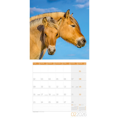 ACKERMANN Bildkalender 2026 4621 Pferde ML 30x30cm