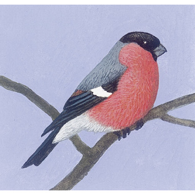 COPPENRATH Calendario da parete 70003 animale in inverno