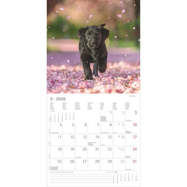 ALPHA EDITION Calendario 2026 160302 Cani ML 30x30cm