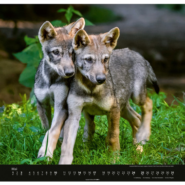 WEINGARTEN Bildkalender 2026 2963700+26 Wölfe DE 48x46cm