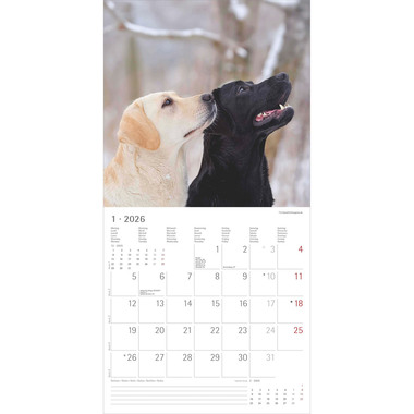 ALPHA EDITION Calendrier 2026 160631 Labrador ML 30x30cm