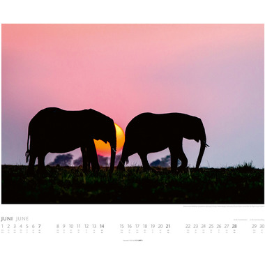 WEINGARTEN Bildkalender 2026 2960300+26 Elefanten DE 55x46cm