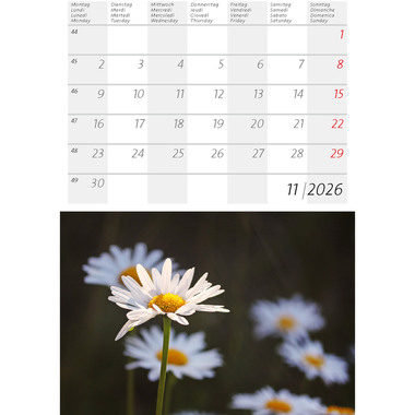 CALENDARIA Calendrier 2026 9783036205397 Alpenblumen ML 14.8x22cm