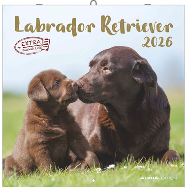ALPHA EDITION Calendrier 2026 160631 Labrador ML 30x30cm