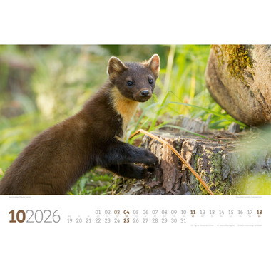 ACKERMANN Calendrier 2026 2682 Tierwelt Wald D 45x33cm