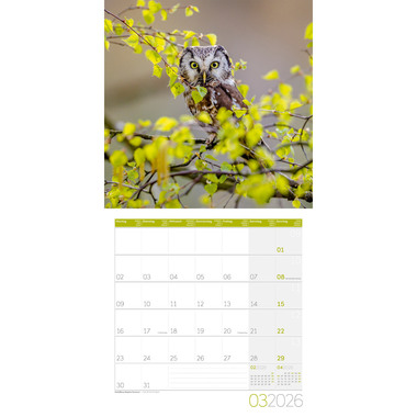 ACKERMANN Calendario 2026 4624 Eulen ML 30x30cm