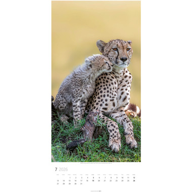 WEINGARTEN Bildkalender 2026 2958700+26 Big Cats DE 33x68cm