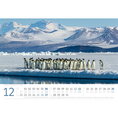 ACKERMANN Bildkalender 2026 2689 Pinguine ML 45x33cm