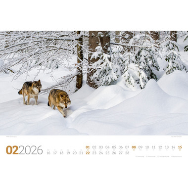 ACKERMANN Calendrier 2026 2682 Tierwelt Wald D 45x33cm