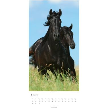 WEINGARTEN Calendario 2026 3119300+26 Pferde DE 33x68cm