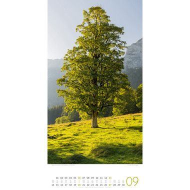 ACKERMANN Calendrier 2026 2620 Bäume ML 33x66cm