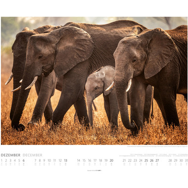 WEINGARTEN Calendrier 2026 2960300+26 Elefanten DE 55x46cm