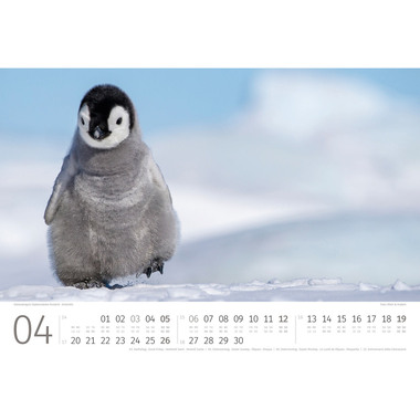 ACKERMANN Bildkalender 2026 2689 Pinguine ML 45x33cm