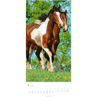 WEINGARTEN Bildkalender 2026 3119300+26 Pferde DE 33x68cm