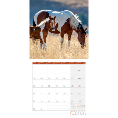 ACKERMANN Calendrier 2026 4621 Pferde ML 30x30cm