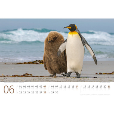 ACKERMANN Calendrier 2026 2689 Pinguine ML 45x33cm