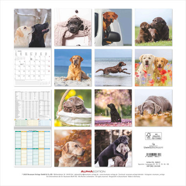 ALPHA EDITION Bildkalender 2026 160631 Labrador ML 30x30cm