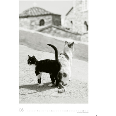 HEYE Bildkalender 2026 22848+26 Wegler Cats Edition DE 49x68cn