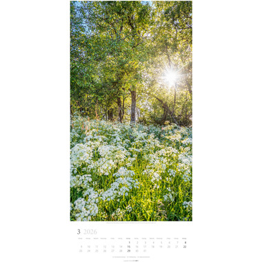 WEINGARTEN Bildkalender 2026 3150200+26 Im Wald DE 33x68cm