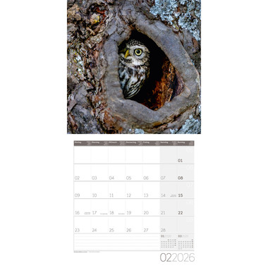 ACKERMANN Bildkalender 2026 4624 Eulen ML 30x30cm