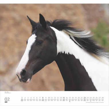 DUMONT Calendrier 2026 260613 Chevaux ML 38x35.5cm
