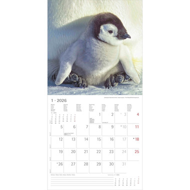 ALPHA EDITION Calendario 2026 160341 Tierbabys ML 30x30cm