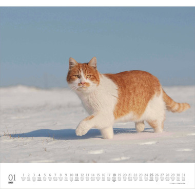 DUMONT Bildkalender 2026 260612 Stubentiger ML 38x35.5cm