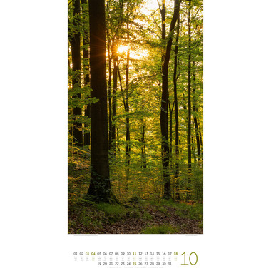 ACKERMANN Bildkalender 2026 2620 Bäume ML 33x66cm
