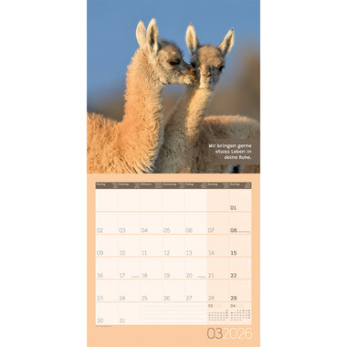 ACKERMANN Bildkalender 2026 4627 No Drama, Lama ML 30x30cm