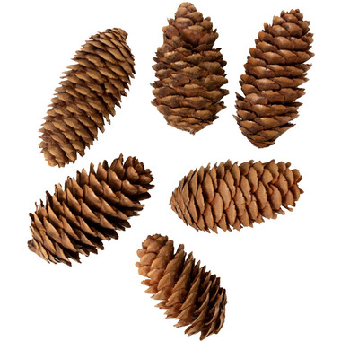 I AM CREATIVE Set di pigne 6102.87 allungato 6 pezzi