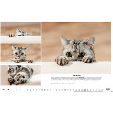 HEYE Calendrier 2026 1130+26 Chats Whiskas AL 45x30cm