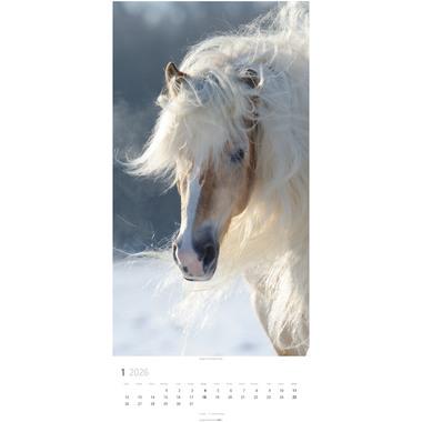 WEINGARTEN Calendario 2026 3119300+26 Pferde DE 33x68cm