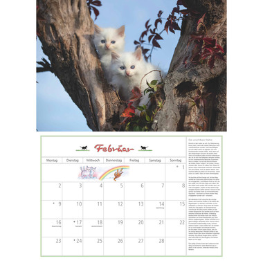 DUMONT Calendario 2026 260621 Gatti TE 42x29cm