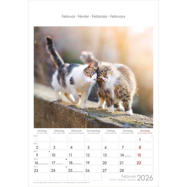 ALPHA EDITION Bildkalender 2026 160493 Katzen ML 23.7x34cm