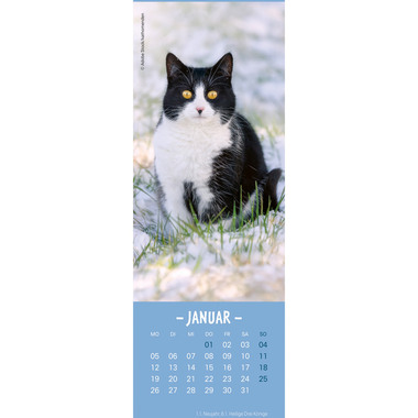 HEYE Calendario Gatti 2026 21474+26 TE 6x18cm
