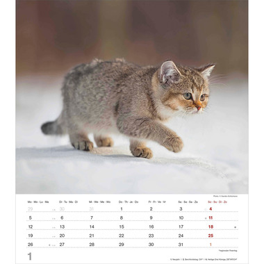 ALPHA EDITION Calendrier 2026 160575 Chatons ML 30x34cm