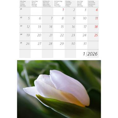 CALENDARIA Calendrier 2026 9783036205397 Alpenblumen ML 14.8x22cm