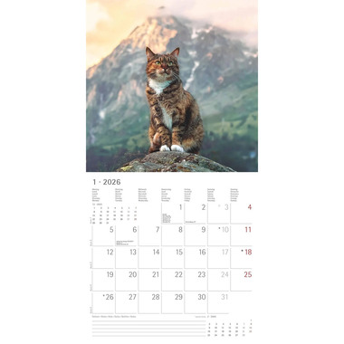 ALPHA EDITION Bildkalender 2026 160298 Katzen ML 30x30cm