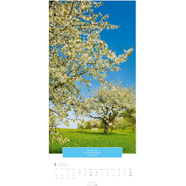 WEINGARTEN Bildkalender 2026 2958600+26 Wunderwelt Bäume DE 33x68cm