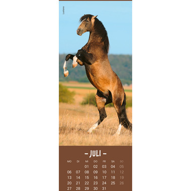 HEYE Calendario Cavalli 2026 21475+26 TE 6x18cm