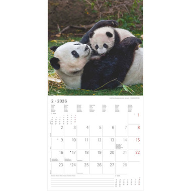 ALPHA EDITION Calendario 2026 160341 Tierbabys ML 30x30cm