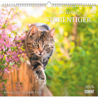 DUMONT Calendario 2026 260612 Stubentiger ML 38x35.5cm