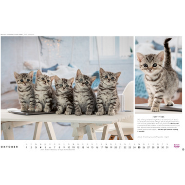 HEYE Bildkalender 2026 1130+26 Whiskas Katzen DE 45x30cm