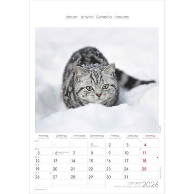 ALPHA EDITION Bildkalender 2026 160493 Katzen ML 23.7x34cm