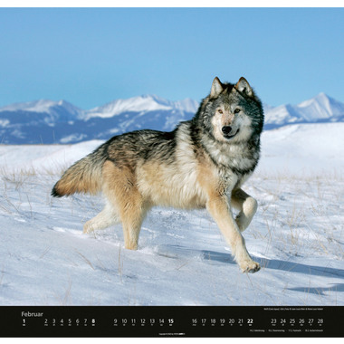 WEINGARTEN Calendario 2026 2963700+26 Wölfe DE 48x46cm